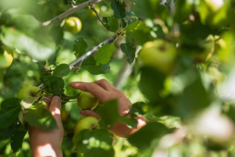 Ausdünnung - Ertragsregulierung im ökologischen Apfelanbau
