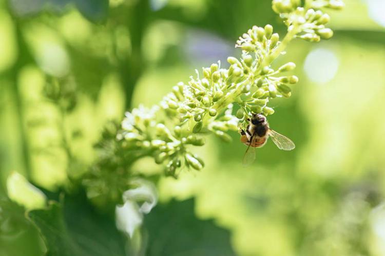 Fiori di vino