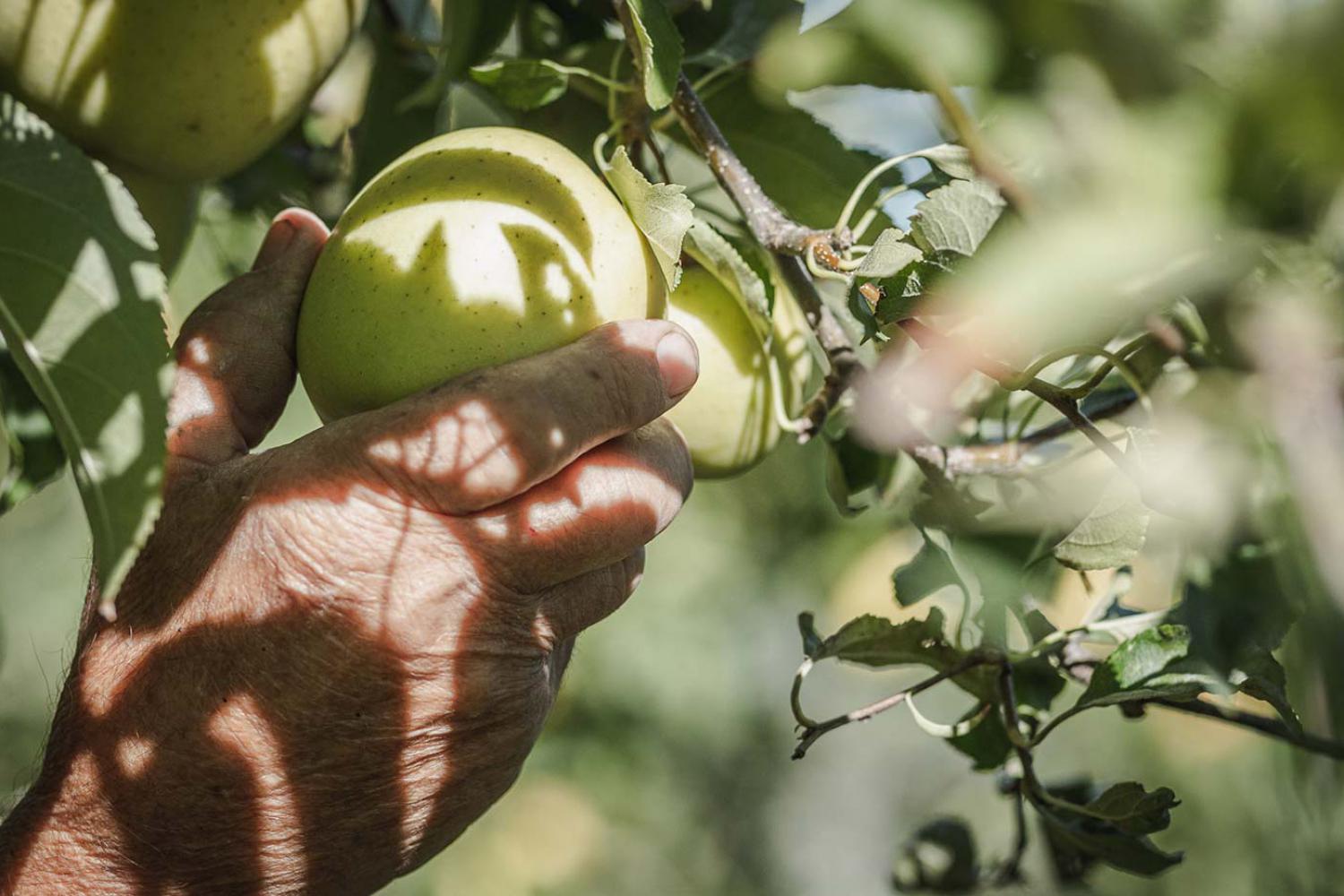 Raccolta delle mele in Alto Adige