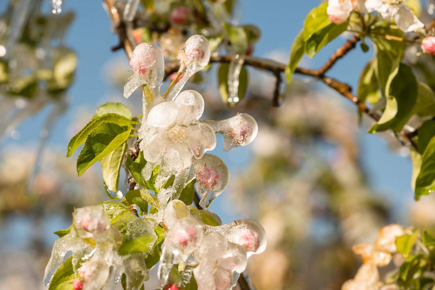 Apfelblüte