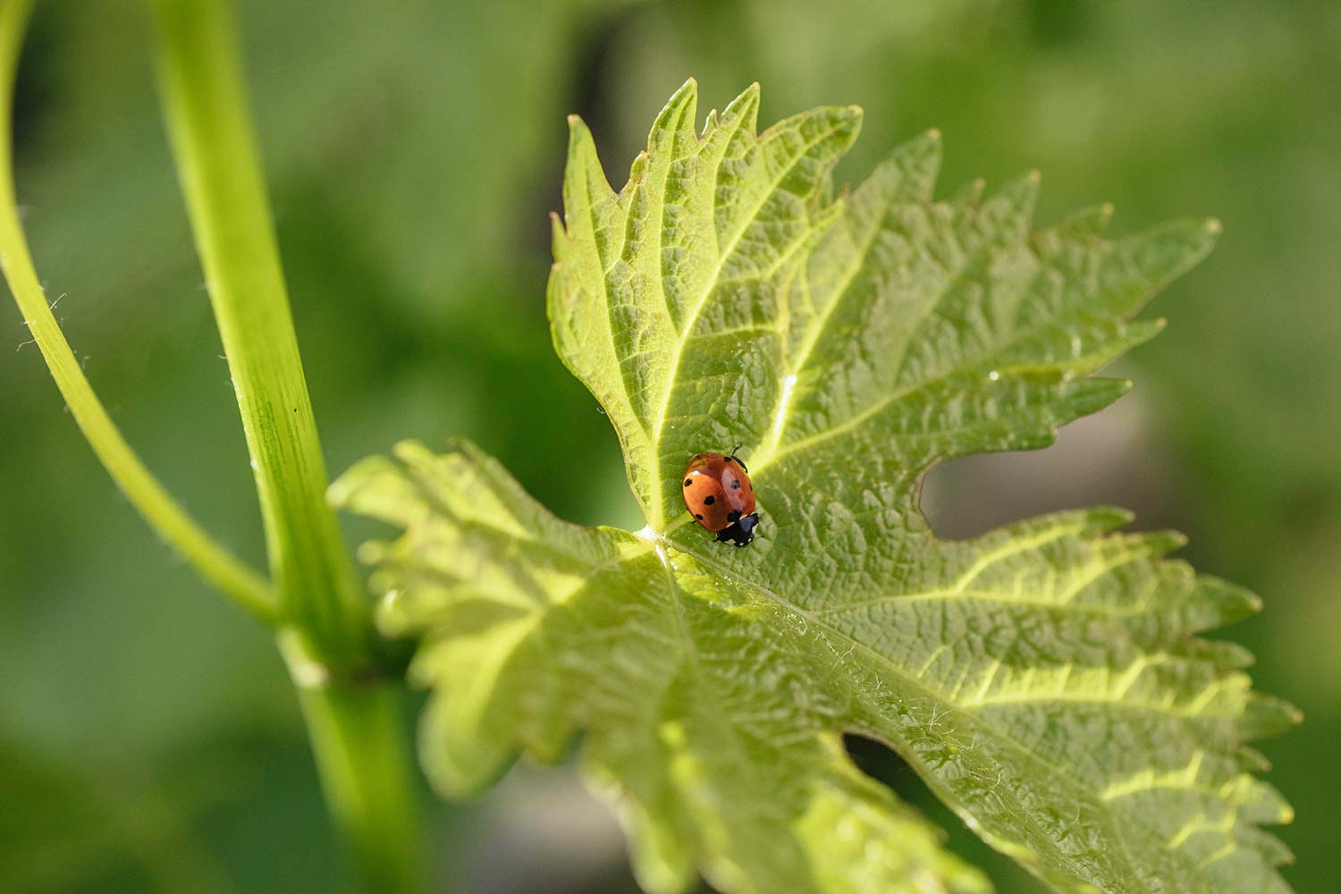 Coccinella