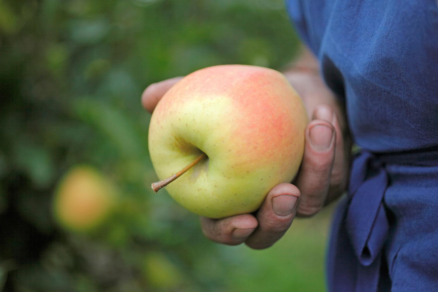 Saftige Äpfel vom Bauernhof