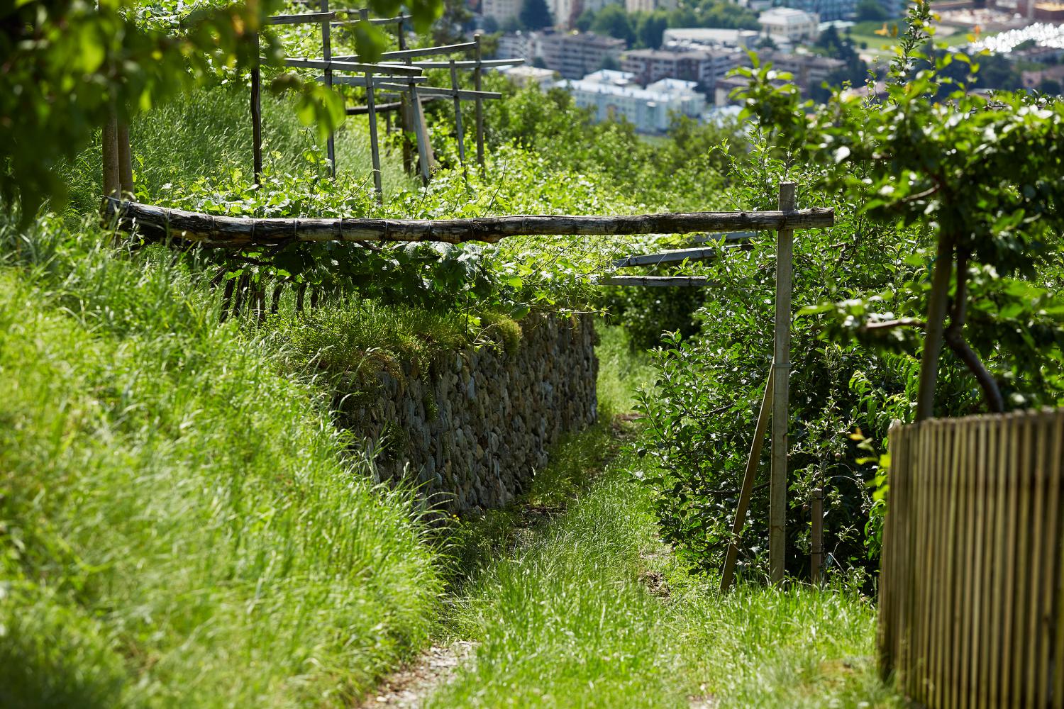 Weinberge - Unterkronsbichl Hof