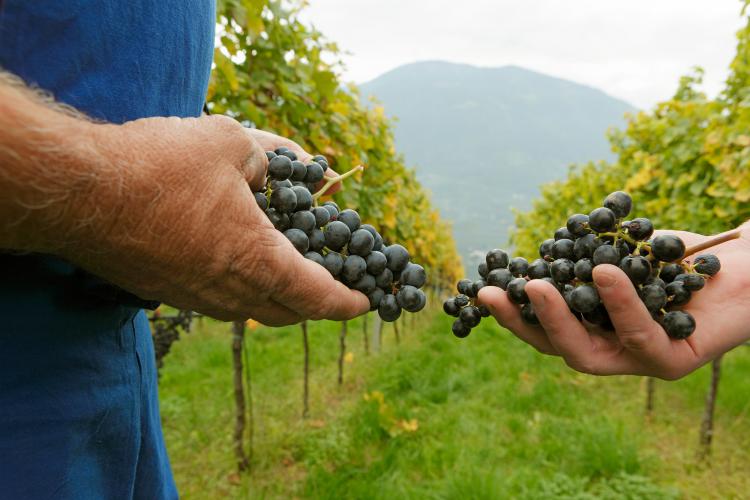 Vendemmia autunnale