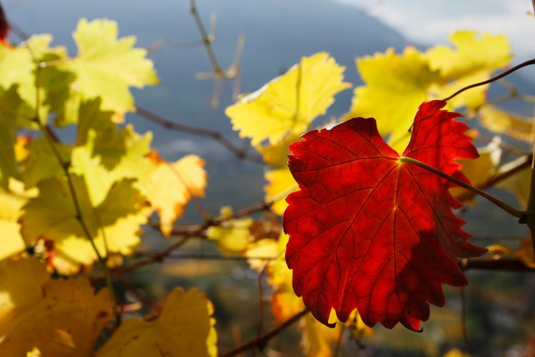 Herbstfärbung